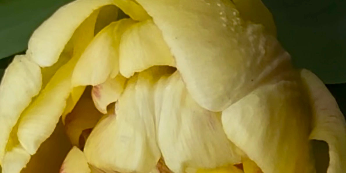 Żółty tulipan — Blue Irys