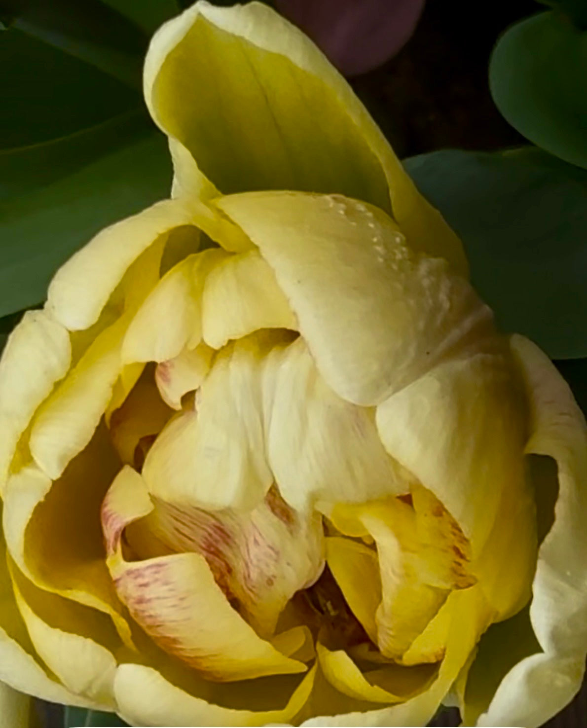 Żółty tulipan — Blue Irys